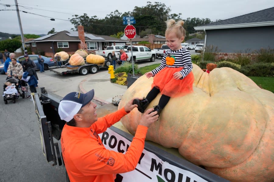 Travis Gienger of Anoka, Minn., lifts his two-year-old daughter Lily off his pumpkin called “Michael Jordan” before it was weighed at the Safeway 50th annual World Championship Pumpkin Weigh-Off in Half Moon Bay, Calif., Monday, Oct. 9, 2023. A pumpkin grown by Gienger won the event in 2022. (AP Photo/Eric Risberg)