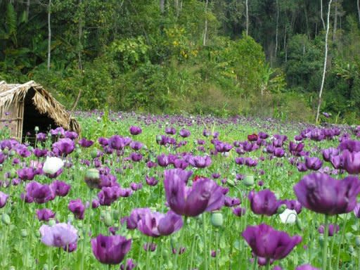 Some villages in the impoverished Southeast Asian nation are finding it hard to kick the habit, returning to poppy cultivation in a setback to Lao's efforts to stamp out opium production