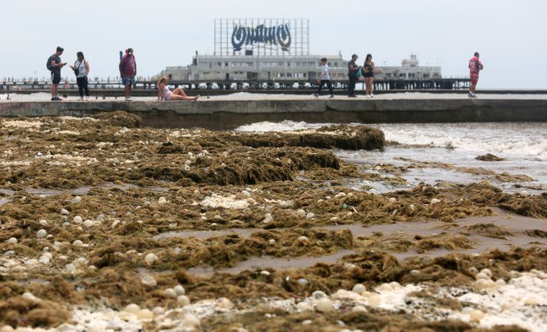 La playa Bristol se llenó de algas y huevos de caracol