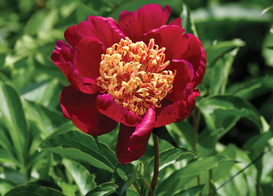 A Sword Dance peony at Nicewicz Farm.