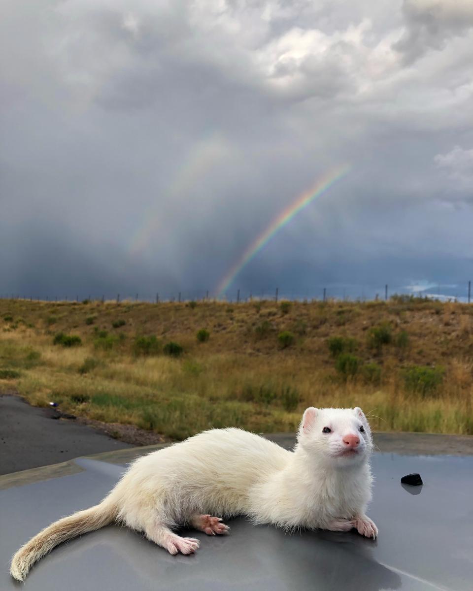 Oliver the Hiking Ferret reclines under a double rainbow. (Lauren Smith)