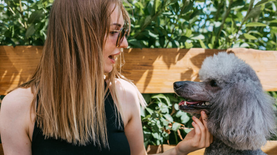 Poodle and girl chatting