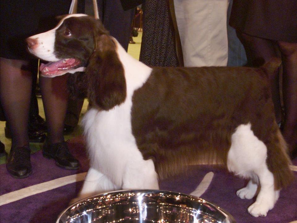 westminster winner 2000