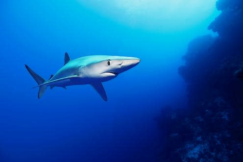 <span class="caption">Blue sharks are popular targets of a catch-and-release fishery along the southern coast of England</span> <span class="attribution"><a class="link " href="https://www.shutterstock.com/image-photo/magnificent-blue-shark-elegant-proud-look-2318078271" rel="nofollow noopener" target="_blank" data-ylk="slk:Vladimir Turkenich/Shutterstock;elm:context_link;itc:0;sec:content-canvas">Vladimir Turkenich/Shutterstock</a></span>