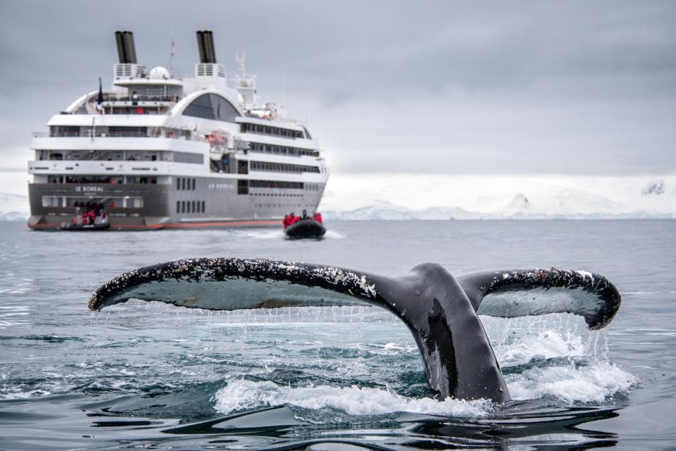 A cruise to Antarctica