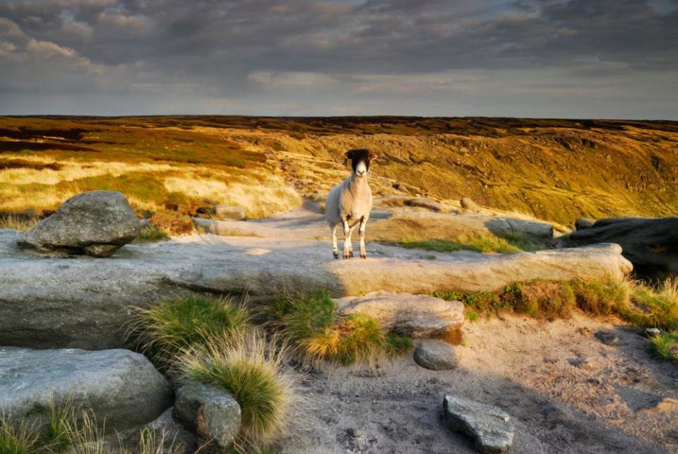 The Pennine Way near Kinder Scout in the Peak District.