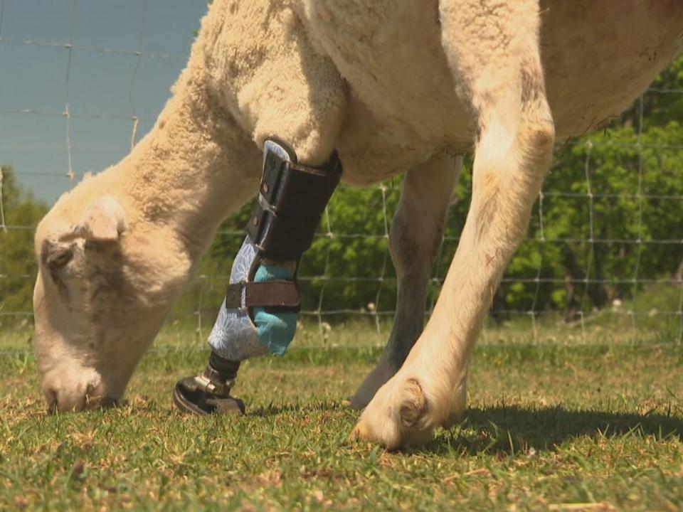 Nancy was born on a farm and broke her leg, but was never treated, resulting in the loss of her leg. Thanks to the sanctuary she has been fitted for a prosthetic limb.  (Aniekan Etuhube/CBC - image credit)