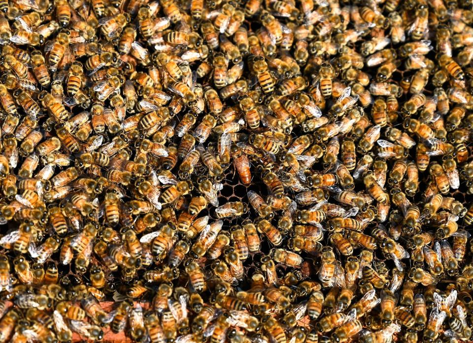 Cuando hay peligro, las abejas se agolpan para proteger a la abeja reina. (Getty Images).