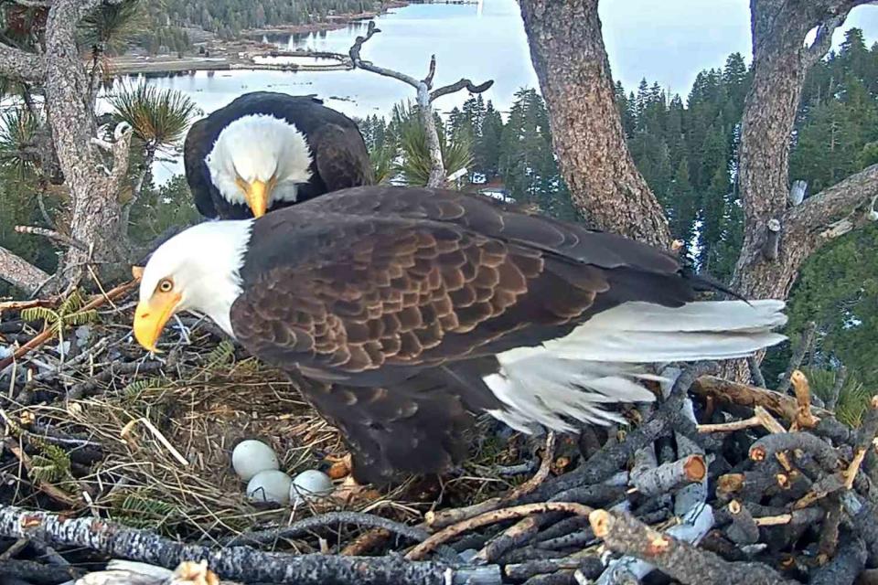 <p>Friends of Big Bear Valley/ Facebook</p> Eagles Jackie, Shadow and their three eggs