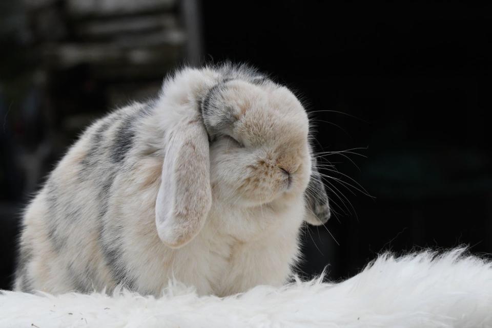 rabbit breeds french lop