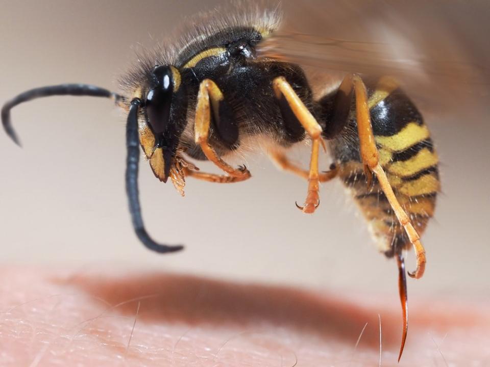 Im Gegensatz zu Bienen ziehen Wespen ihren Stachel nach dem Stich wieder heraus. (Bild: Shutterstock.com/Irina Kozorog)