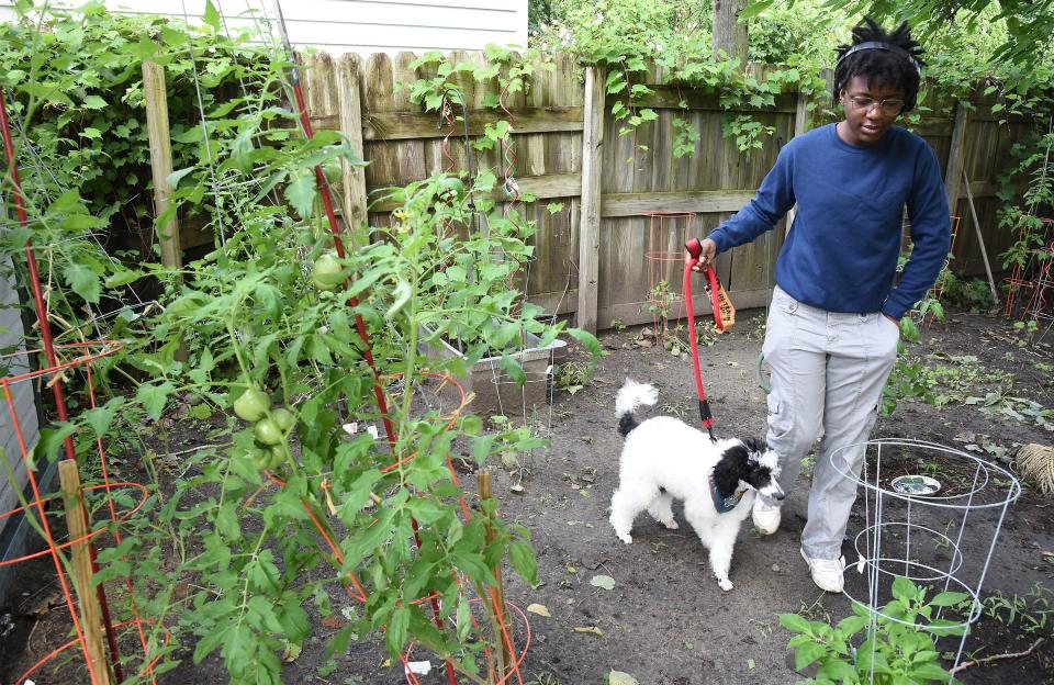 Ny Kershaw, 17, of Carleton with his service dog 16-week-old poodle named Keita enjoy being in their vegetable garden outside their home in Carleton. 