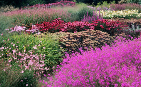 Pensthorpe Millenium Garden, Norfolk - Credit: GAP Photos