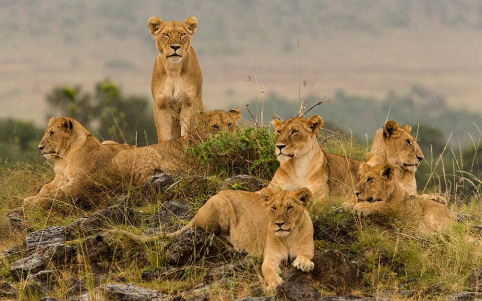 A pride of Lion close to Angama Mara in the Massai Mara – the national park where Dynasties was filmed