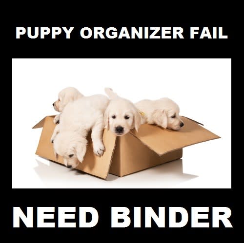 This is no way to file your puppies