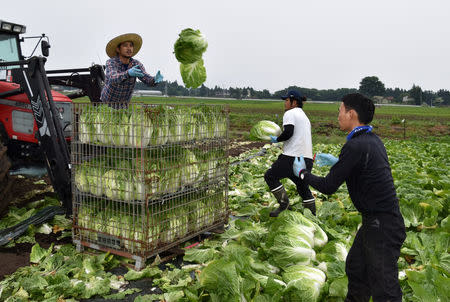 Piyapong Pottanagittigool from Thailand catches a cabbage tossed by his compatriot Chanta Vantanee as they work at Green Leaf farm, in Showa Village, Gunma Prefecture, Japan, June 6, 2018. REUTERS/Malcolm Foster