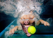 <p>A golden Labrador fiercely bares his teeth as he goes for the ball. (Photo: Jonny Simpson-Lee/Caters News) </p>