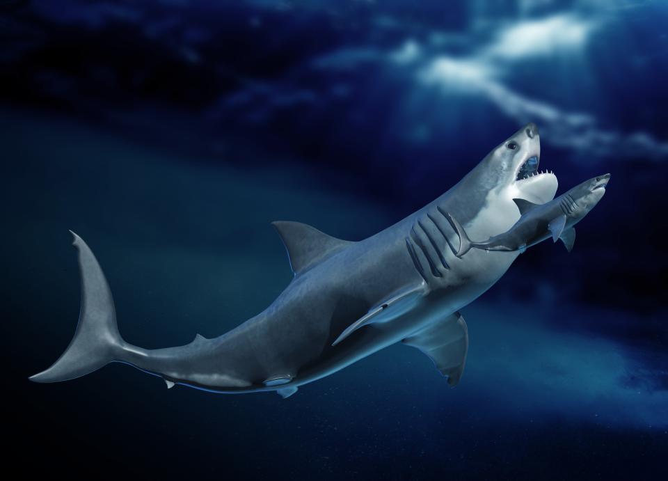 Illustration eines Megalodon im Vergleich zu einem Weißen Hai. (Illustration: Getty)