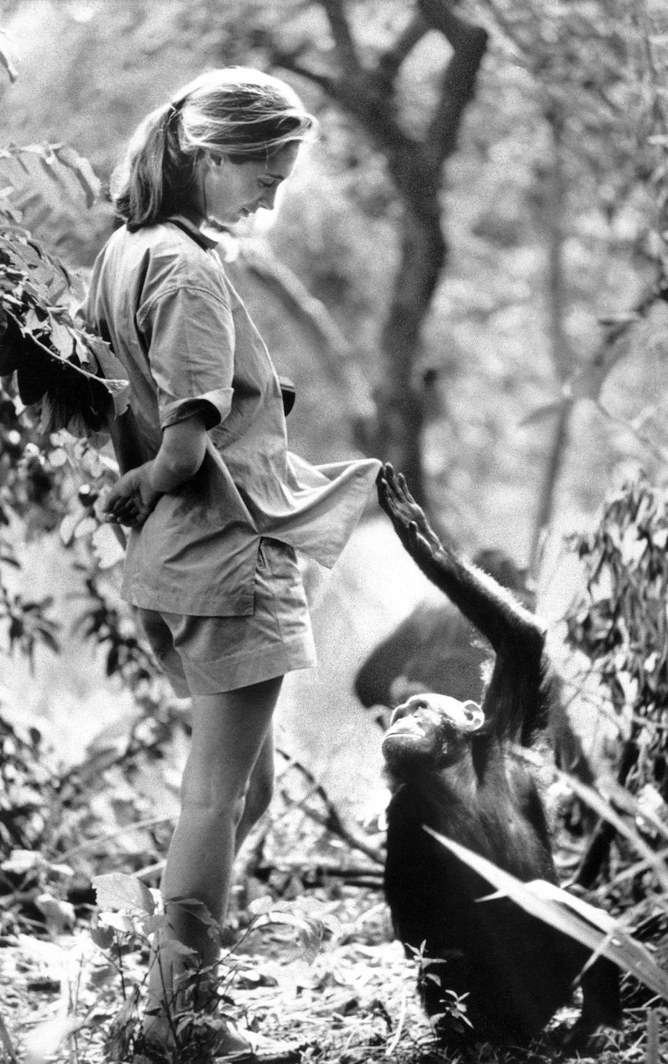 Jane Goodall with a Chimpanzee (Bettmann Archive)