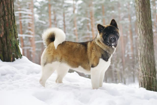 <p>Eudyptula / Getty Images</p> Akitas originated in Japan.