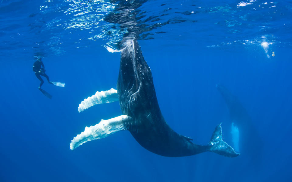 Swimming with Whales in Tonga