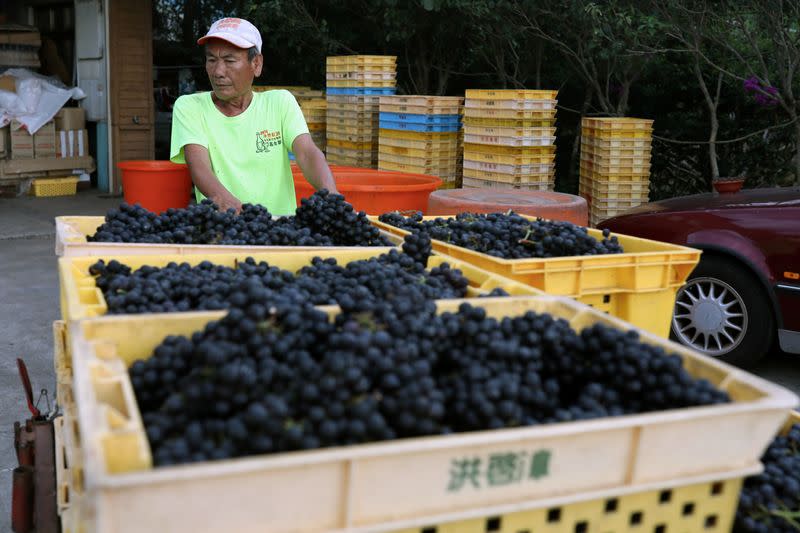 Hung Chi-pei, 72, the owner of the grape farm transport the harvest grapes at Shu Sheng Leisure Domaine in Taichung,