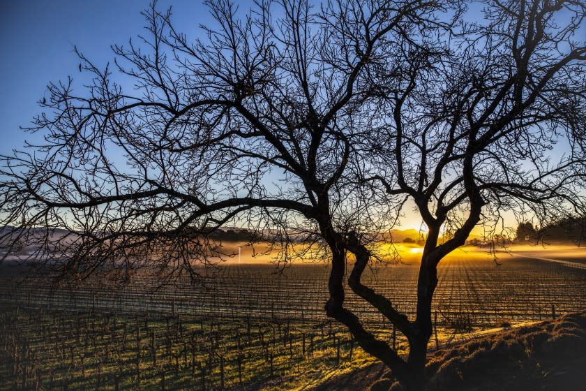 The sunrise is seen over vineyards of cabernet sauvignon, from Campbell Vineyards.