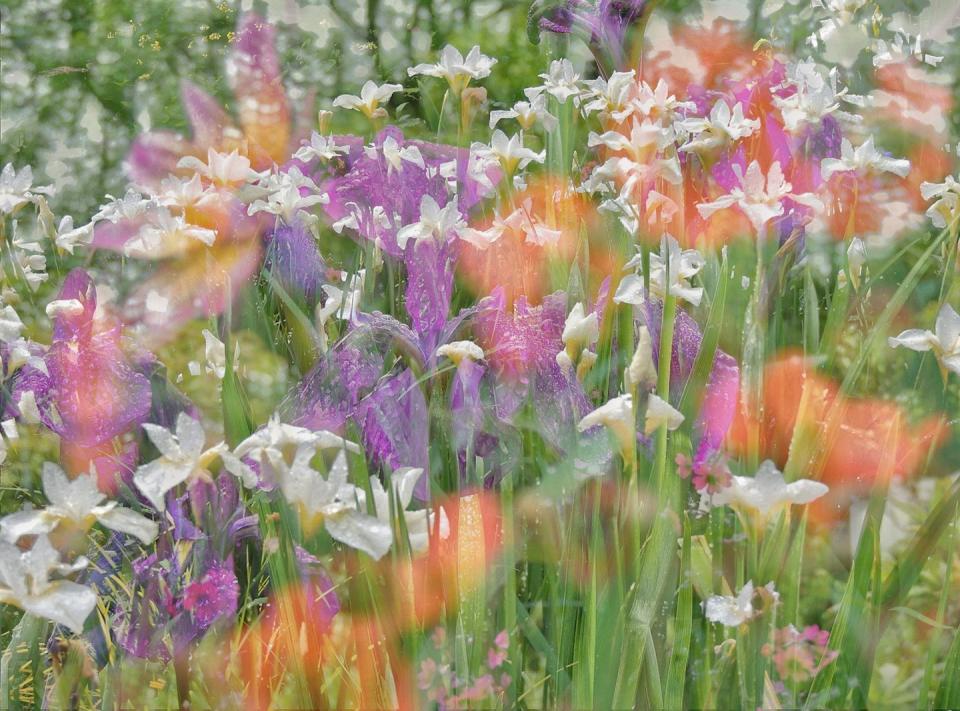 <p>Fantasy flowers by Jack Sedgwick (RHS Garden Harlow Carr, North Yorkshire).</p><p>The title of Overall Young Winner was awarded to Jack Sedgwick, whose image Fantasy Flowers was entered into the Under 11s category. His clever combination of three photographs taken on a rainy summer’s day at RHS Garden Harlow Carr in Harrogate stood out to judges for its originality, high degree of creativity and experimentation.</p><p>'The winning children's image shows great graphic intent and a keen eye for detail – something to be richly applauded for our junior category,' says Chris Young, Chair of Judging for the& RHS Photographic Competition.<strong><br><br>Like this article? <a href="https://hearst.emsecure.net/optiext/cr.aspx?ID=DR9UY9ko5HvLAHeexA2ngSL3t49WvQXSjQZAAXe9gg0Rhtz8pxOWix3TXd_WRbE3fnbQEBkC%2BEWZDx" rel="nofollow noopener" target="_blank" data-ylk="slk:Sign up to our newsletter;elm:context_link;itc:0;sec:content-canvas" class="link ">Sign up to our newsletter</a> to get more articles like this delivered straight to your inbox.</strong></p><p><a class="link " href="https://hearst.emsecure.net/optiext/cr.aspx?ID=DR9UY9ko5HvLAHeexA2ngSL3t49WvQXSjQZAAXe9gg0Rhtz8pxOWix3TXd_WRbE3fnbQEBkC%2BEWZDx" rel="nofollow noopener" target="_blank" data-ylk="slk:SIGN UP;elm:context_link;itc:0;sec:content-canvas">SIGN UP</a></p><p>Love what you’re reading? Enjoy <a href="https://go.redirectingat.com?id=127X1599956&url=https%3A%2F%2Fwww.hearstmagazines.co.uk%2Fhb%2Fhouse-beautiful-magazine-subscription-website&sref=https%3A%2F%2Fwww.housebeautiful.com%2Fuk%2Fgarden%2Fg36161709%2Frhs-photographic-competition-2021%2F" rel="nofollow noopener" target="_blank" data-ylk="slk:House Beautiful magazine;elm:context_link;itc:0;sec:content-canvas" class="link ">House Beautiful magazine</a> delivered straight to your door every month with Free UK delivery. Buy direct from the publisher for the lowest price and never miss an issue!</p><p><a class="link " href="https://go.redirectingat.com?id=127X1599956&url=https%3A%2F%2Fwww.hearstmagazines.co.uk%2Fhb%2Fhouse-beautiful-magazine-subscription-website&sref=https%3A%2F%2Fwww.housebeautiful.com%2Fuk%2Fgarden%2Fg36161709%2Frhs-photographic-competition-2021%2F" rel="nofollow noopener" target="_blank" data-ylk="slk:SUBSCRIBE;elm:context_link;itc:0;sec:content-canvas">SUBSCRIBE</a></p>