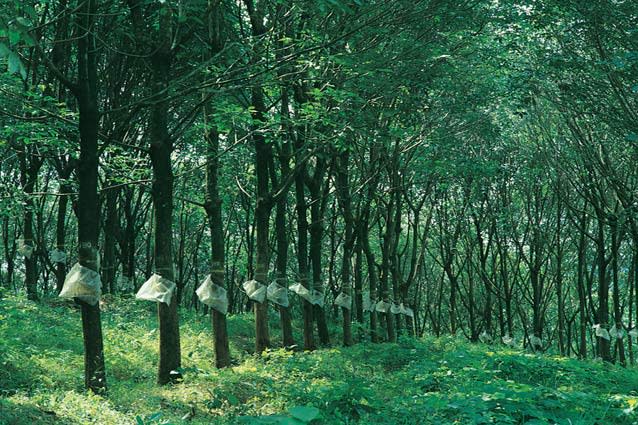 Rubber plantation in Kerala