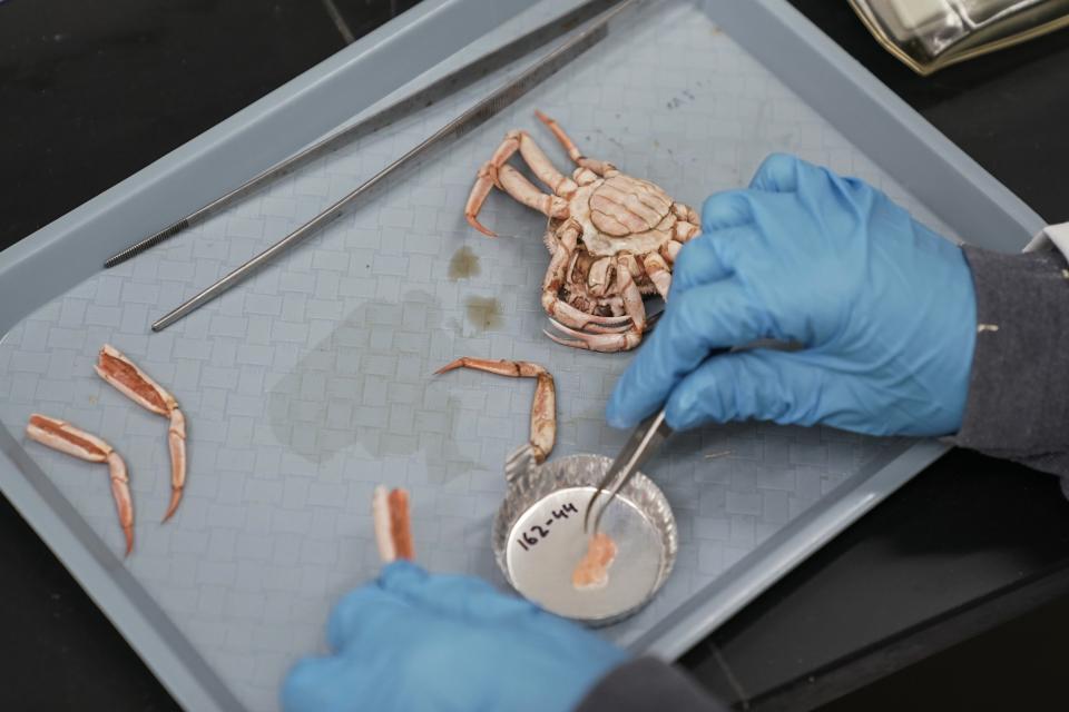 Switgard Duesterloh takes a tissue sample from a snow crab while working, Thursday, June 22, 2023, at the Alaska Fisheries Science Center in Kodiak, Alaska. Researchers are scrambling to understand crabs' collapse, with seas warmed by climate change as one theory. (AP Photo/Joshua A. Bickel)