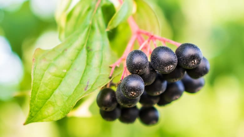 huckleberry bunch on bush