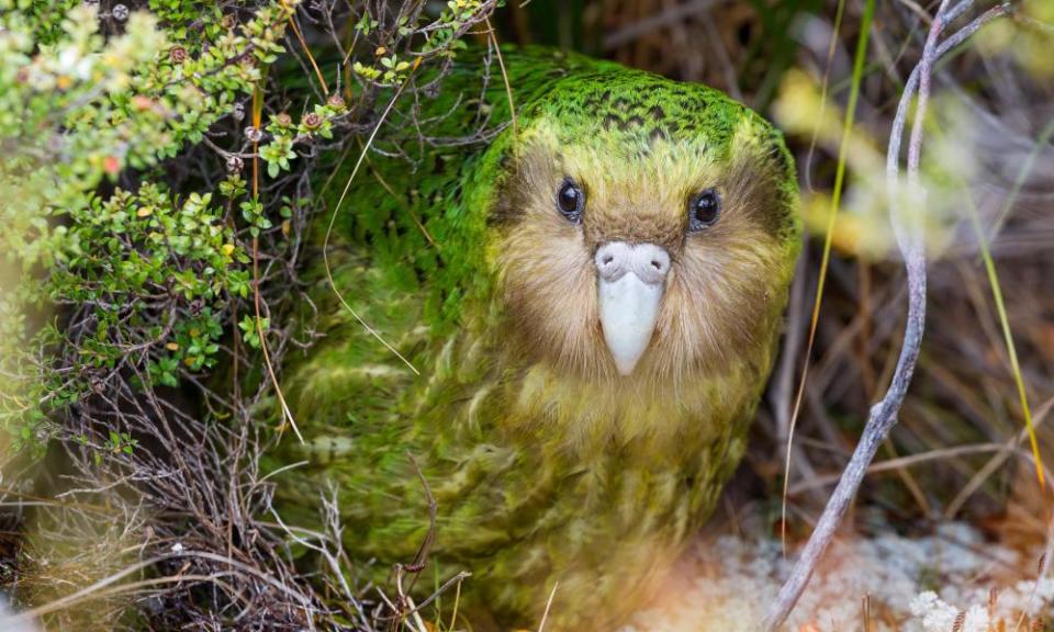 A kākāpō