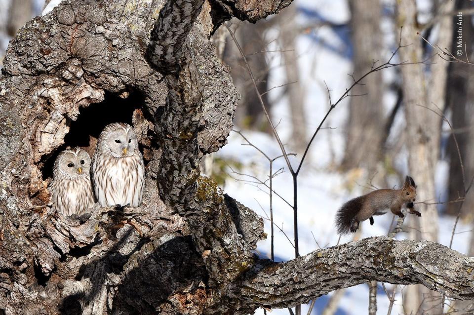 © Makoto Ando, Wildlife Photographer of the Year