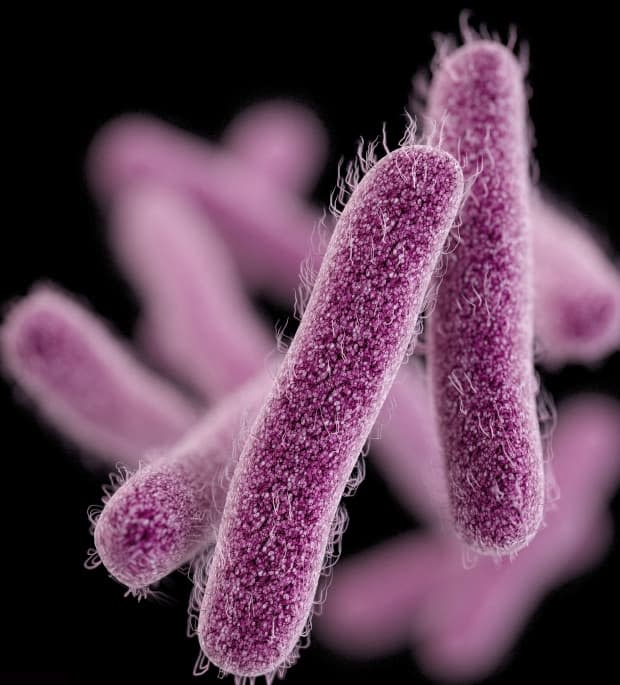 This illustration shows the shigella bacteria, which can bring on diarrhea, severe abdominal pain and fever. (CDC/Associated Press - image credit)