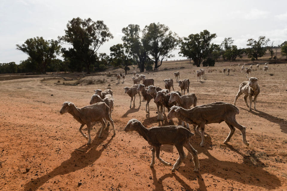 Sheep on a farming property 40 km outside Coonabarabran in NSW as the drought continues to grip the state. Photo: Brook Mitchell/Getty Images