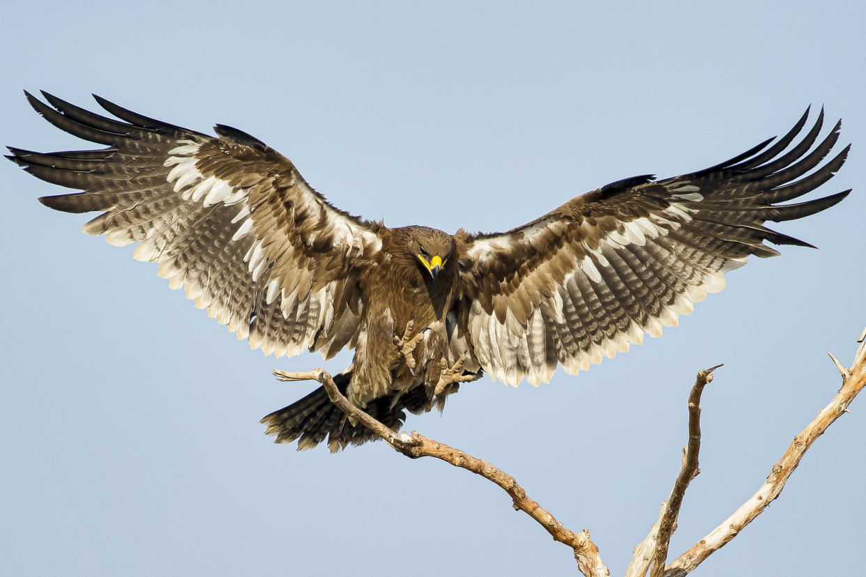 A steppe eagle. (Photo: RainGhost via Getty Images)