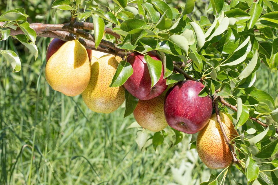 Embrace grafted fruit trees to maximize space