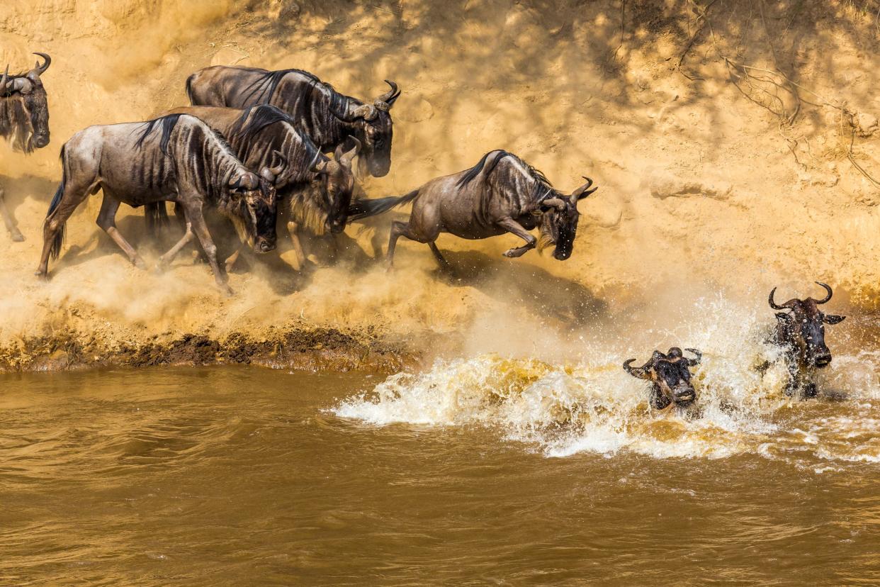 A family trip to see the great migration keeps everyone in the centre of the action - 1001slide