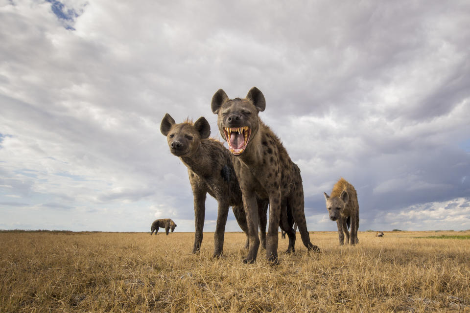 Un clan de hienas moteadas en el Parque Nacional de Liuwa, Zambia (Foto: Will Burrard-Lucas / Caters News).