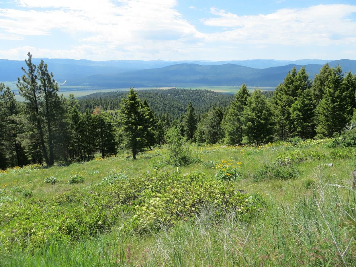 A panorama of the Ninemile-Woodchuck conservation area. Nearly 6,600-acres of the mixed-evergreen forest was purchased by the BLM in December. The Blackfoot River Valley near Potomac, Montana can be seen in the distance.