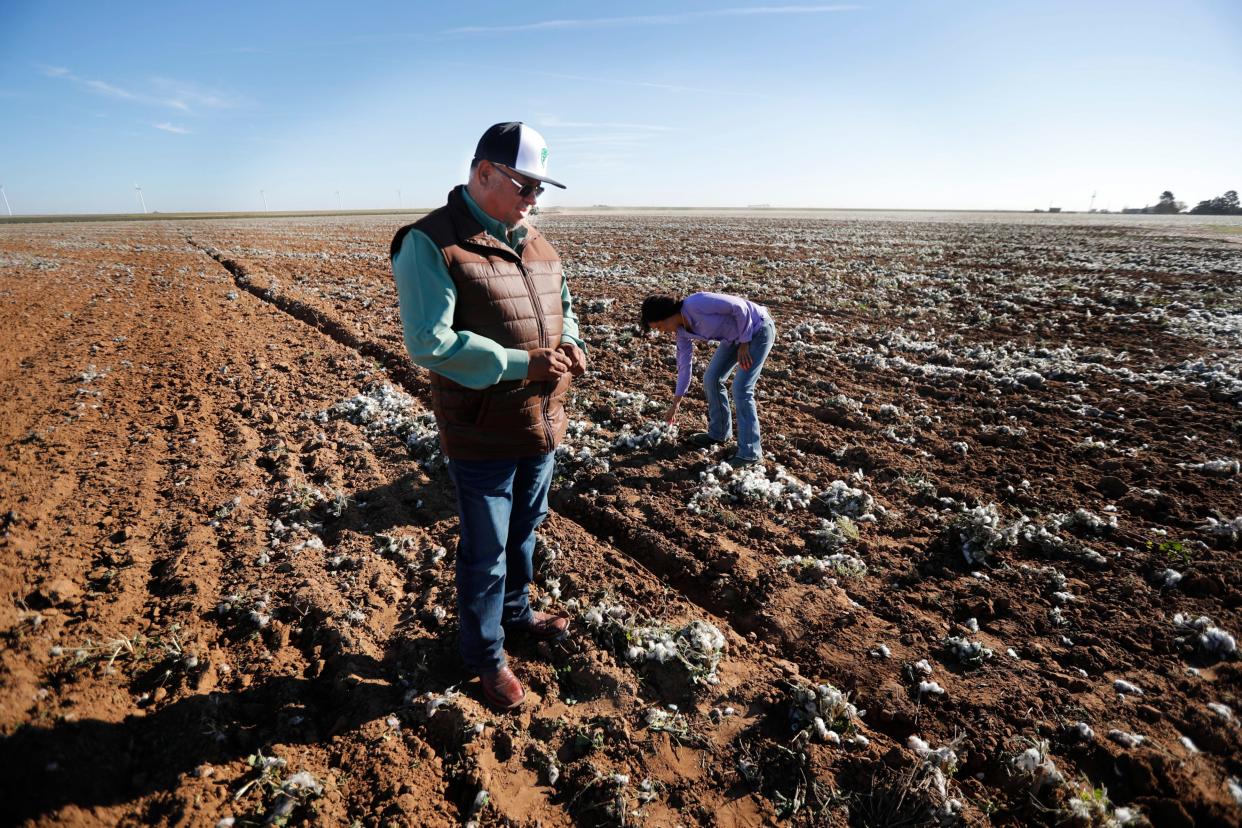 From left, Amaldo Serrato and his daughter, Yuleida Serrato look over a failed dry-land cotton field that they had to plow under because it was too dry. The Serrato family own and run their multigenerational family farm in and around Floydada. Amado Serrato, his wife and father came to the United States, where they and their American born kids have created a successful agricultural business.