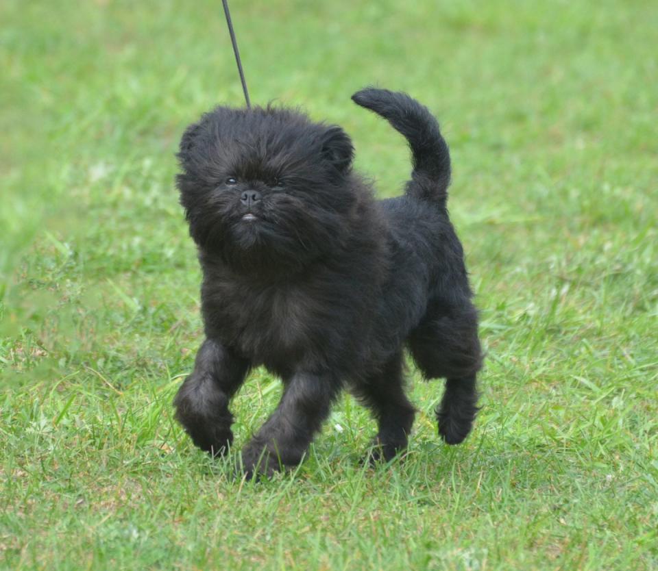 close up of black purebred dog standing on field smallest dog breeds