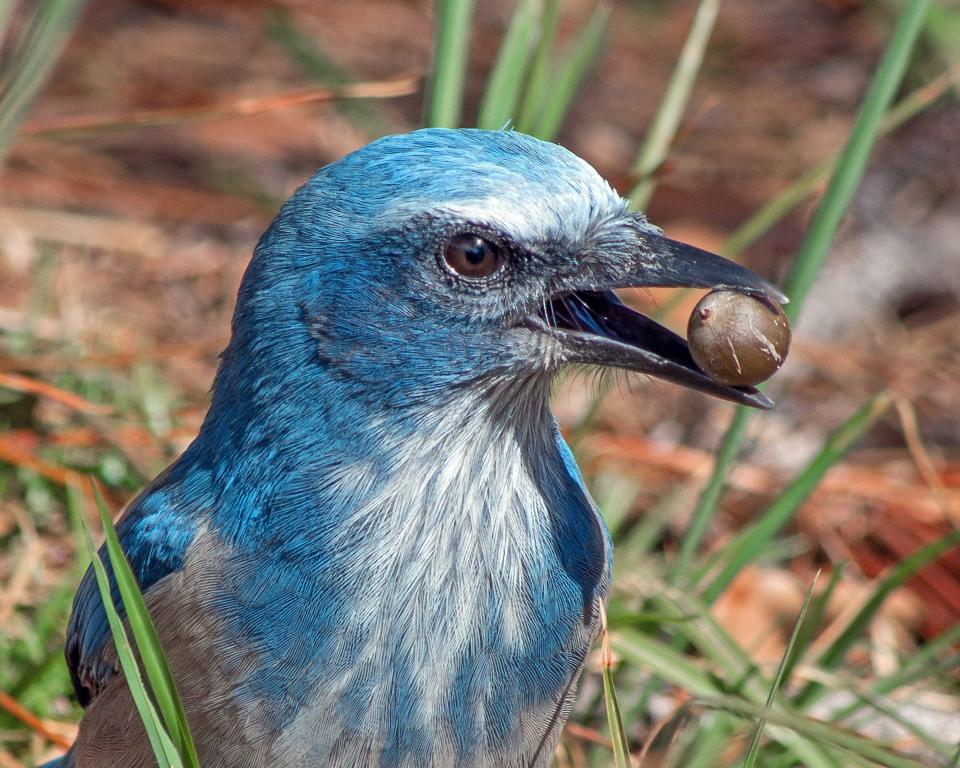 This Florida Scrub-Jay was photographed by James Rogers within North Port city limits. The Environmental Conservancy of North Port is currently raising money to buy two lots to serve as habitat for the endangered birds and other wildlife.