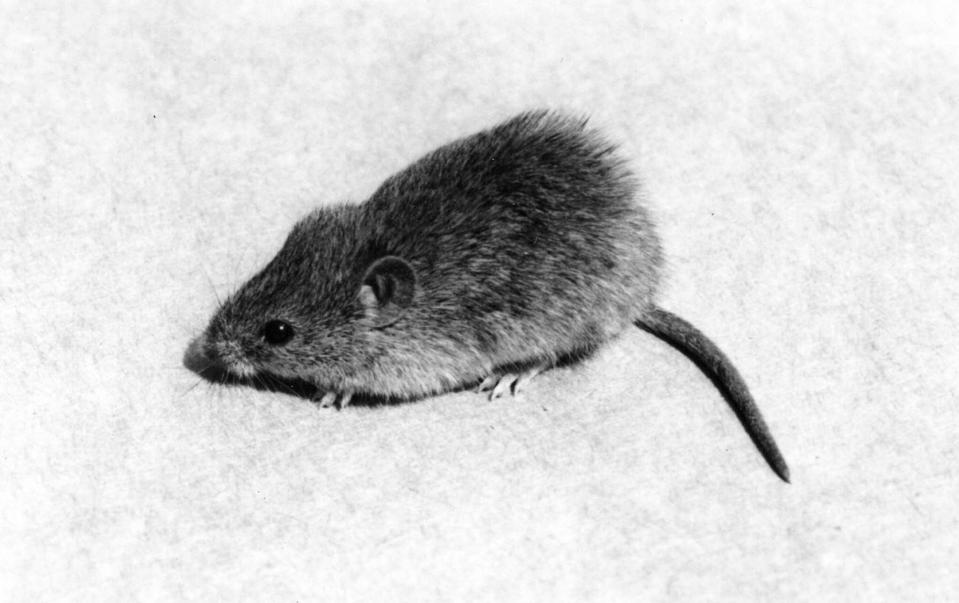 Northern pygmy mouse