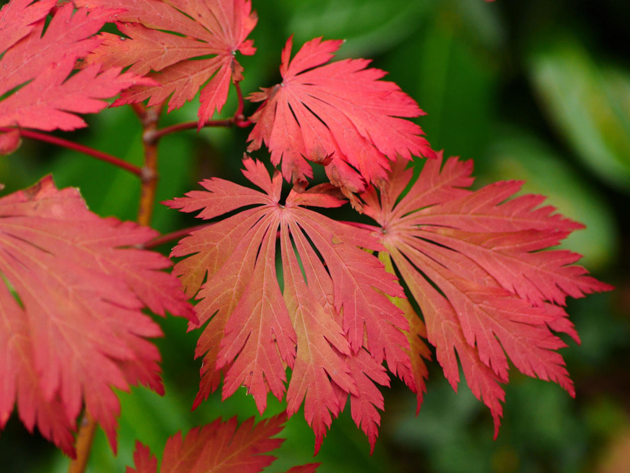  Acer japonicum aconitifolium . 