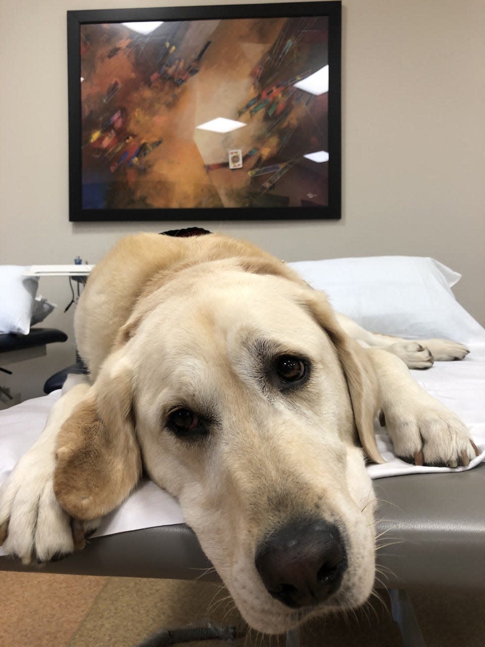 Travis is a U of L Health facility dog, who aids in patient healing.