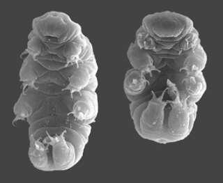 Tardigrade “Hypsibius dujardini” vu au microscope électronique. Il ressemble à un gnocchi avec des pattes mais aussi à un “petit ourson d’eau” ou à un “porcelet de mousse”, ses surnoms les plus communs. . PHOTO WILLOW GABRIEL, GOLDSTEIN LAB/WIKIMEDIA