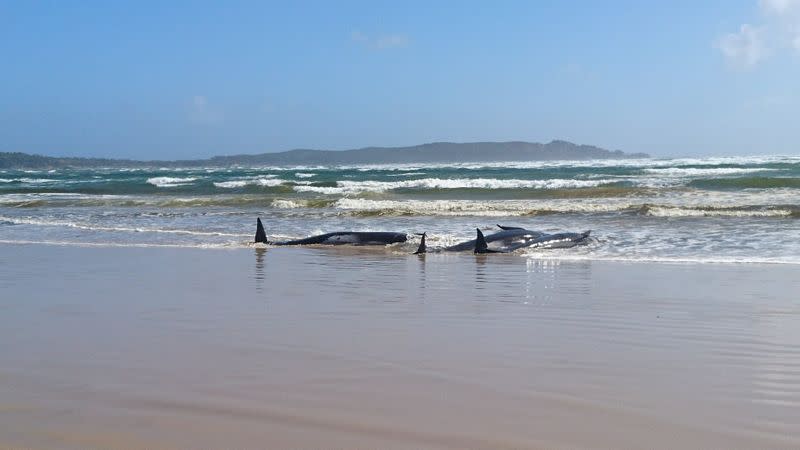 Stranded pilot whales are seen on a sandbar in Macquarie Heads