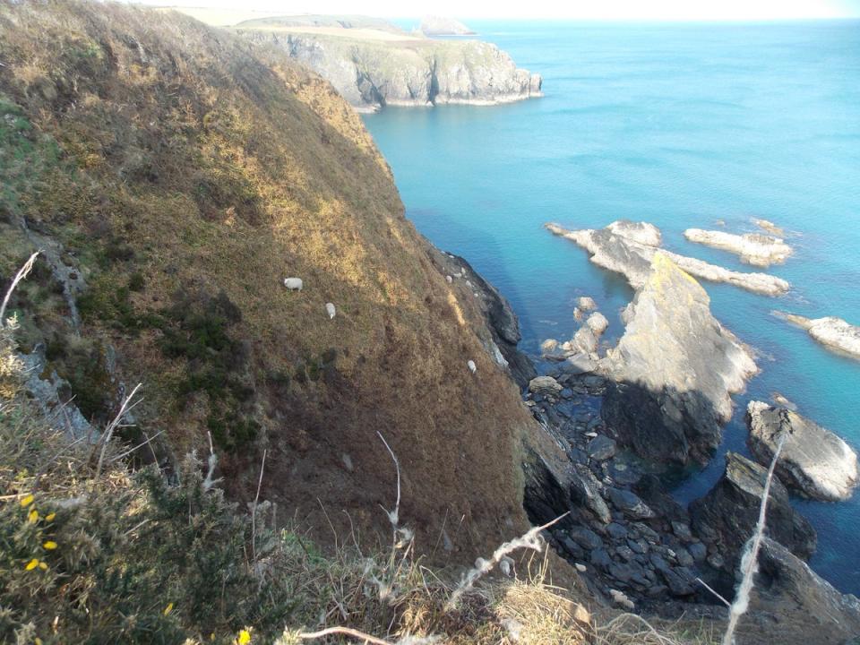 RSPCA and fire staff are in the middle of a rescue operation after 66 sheep were scared onto cliff faces in Pembrokeshire. The animal charity believes the operation will take days. (RSPCA).