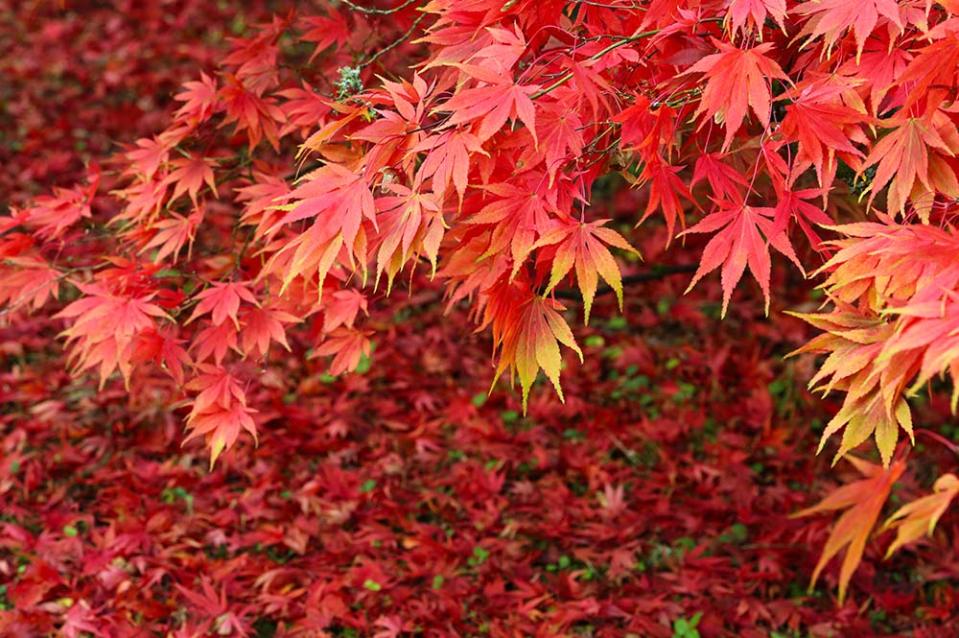 韋斯頓伯特植物園（Image Source : Getty Creative）